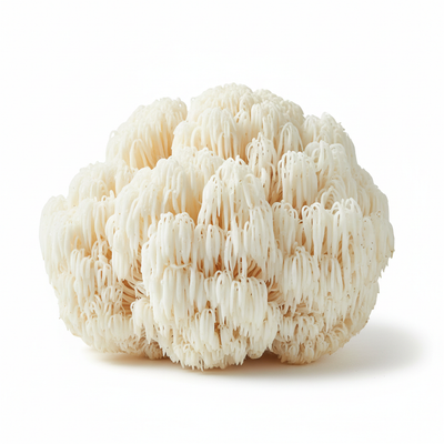 Lion's Mane Mushroom